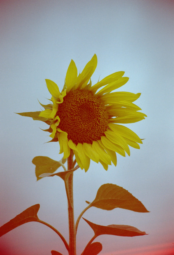 Sample photo 1