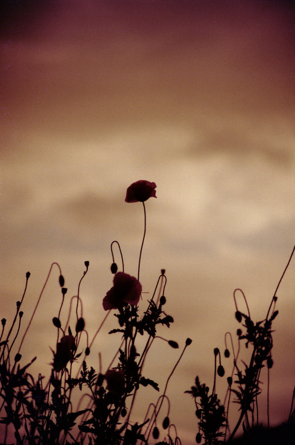 Sample photo 1