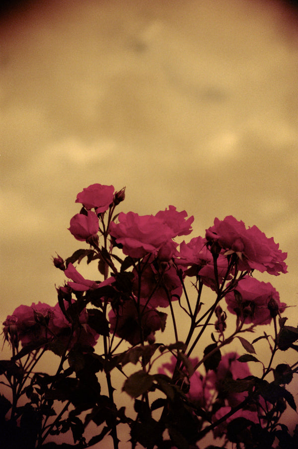 Sample photo 2