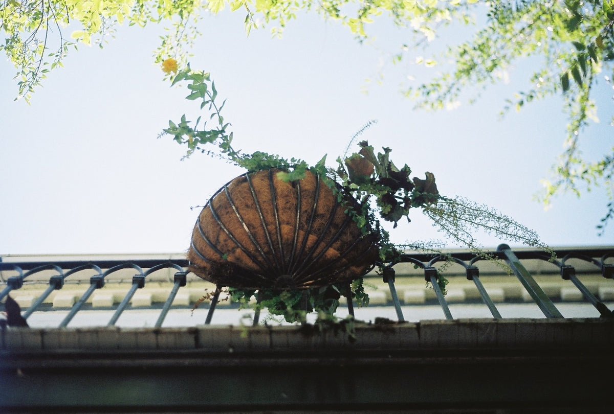 Kodak GOLD 200で撮影された空と雲