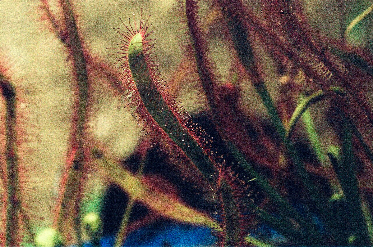 Kodak PORTRA 800で撮影された写真