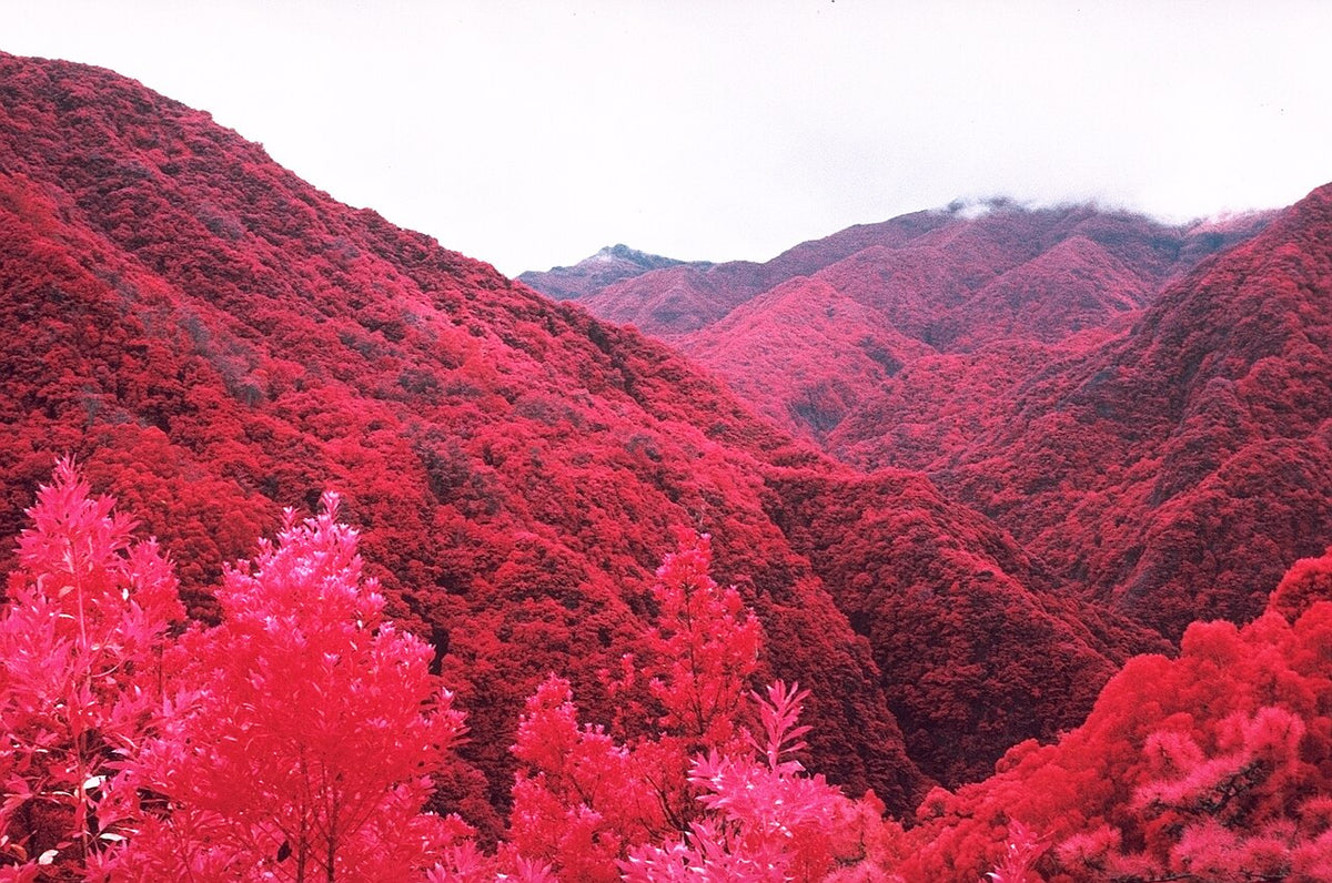 Kodak EKTACHROME Infrared EIRで撮影された写真