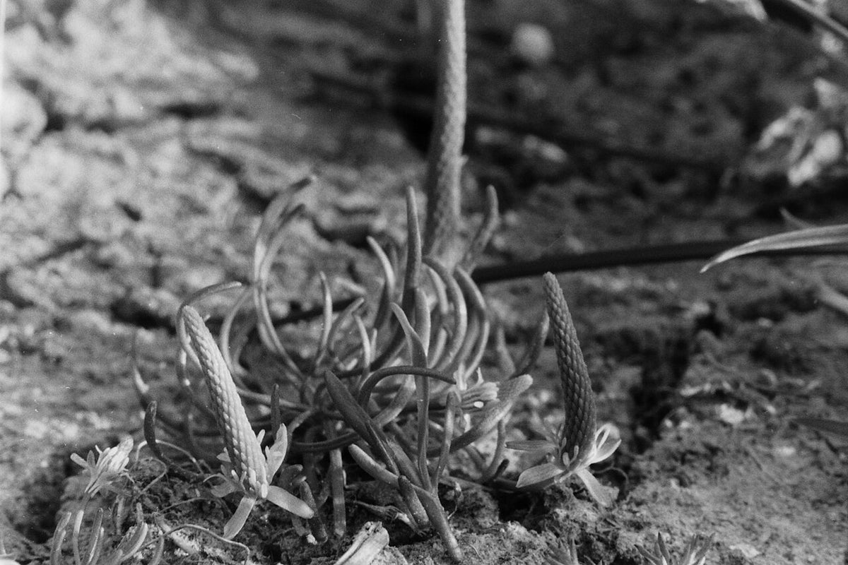 ILFORD FP4 PLUSで撮影された写真
