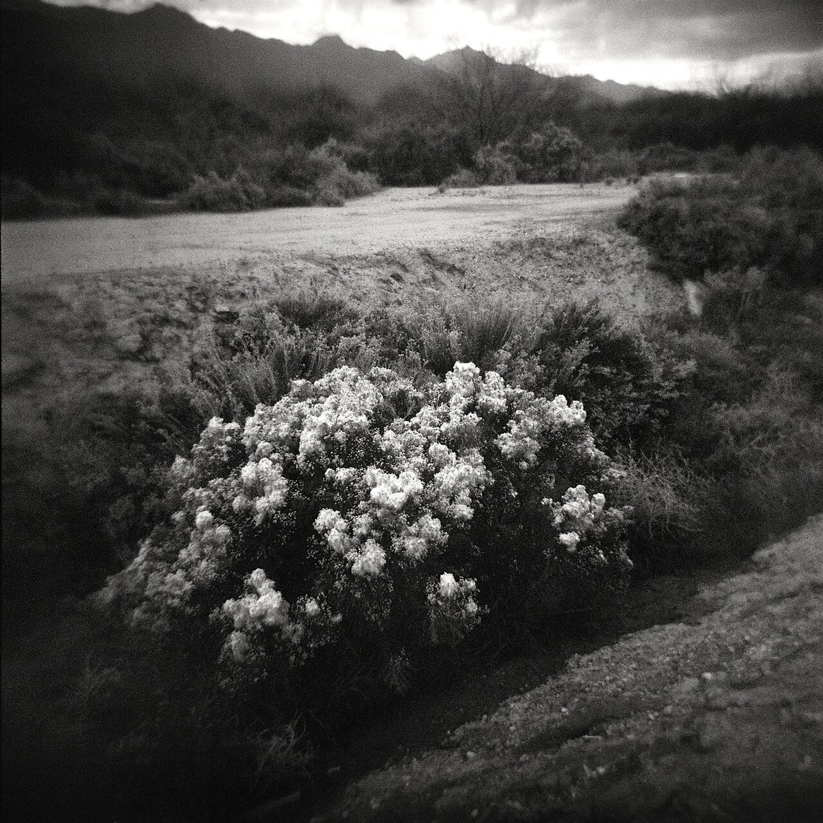 Lomography Lady Grey 400で撮影された写真