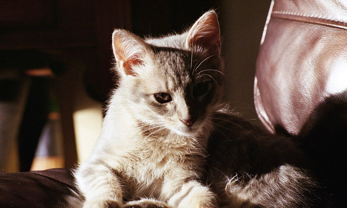 Lomography Color Negative 400で撮影された写真