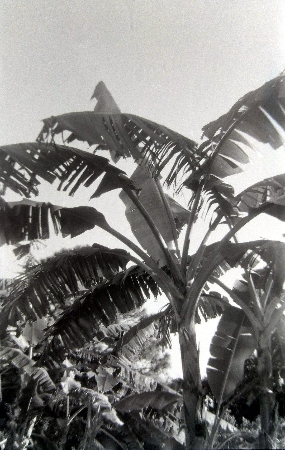 Kodak VERICHROME PANで撮影された写真