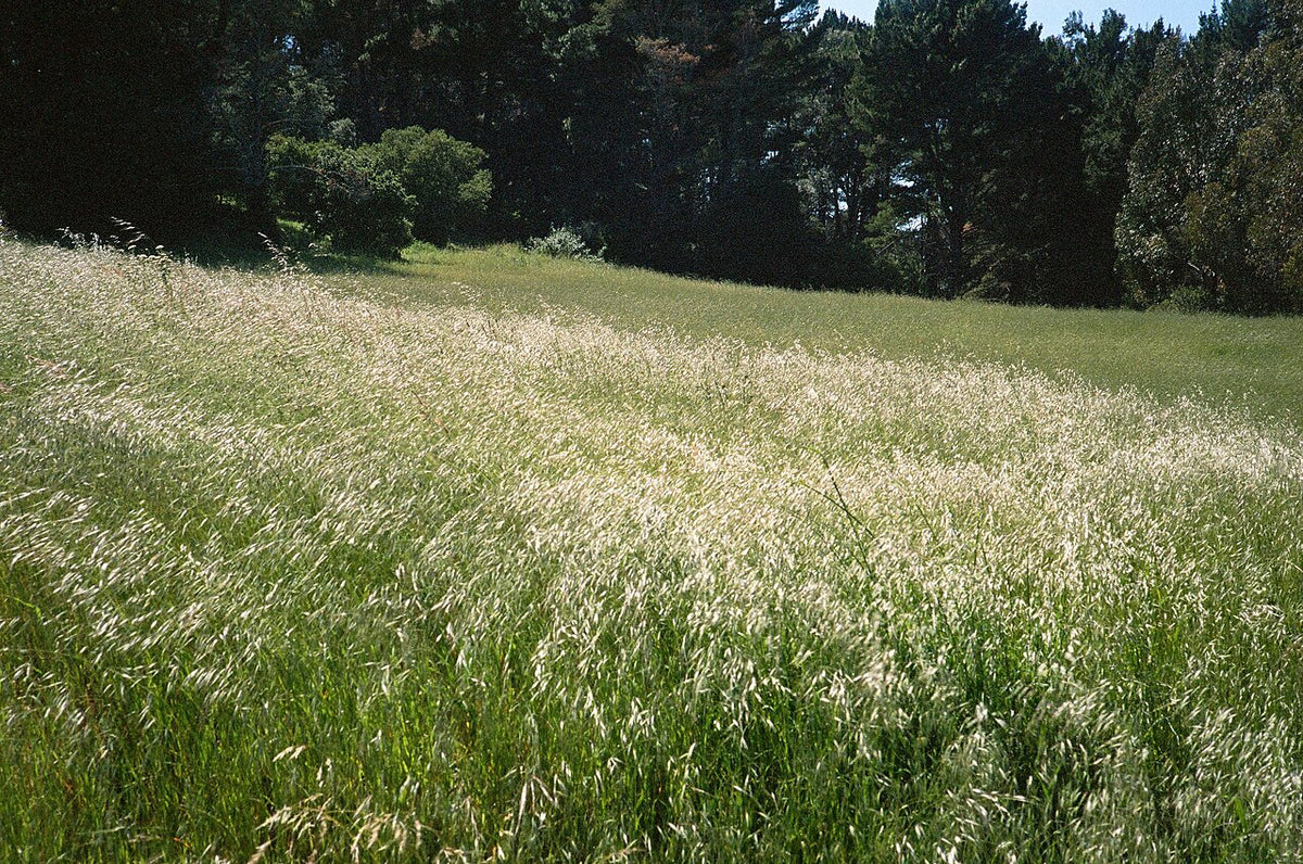 Kodak PORTRA 400NCで撮影された写真